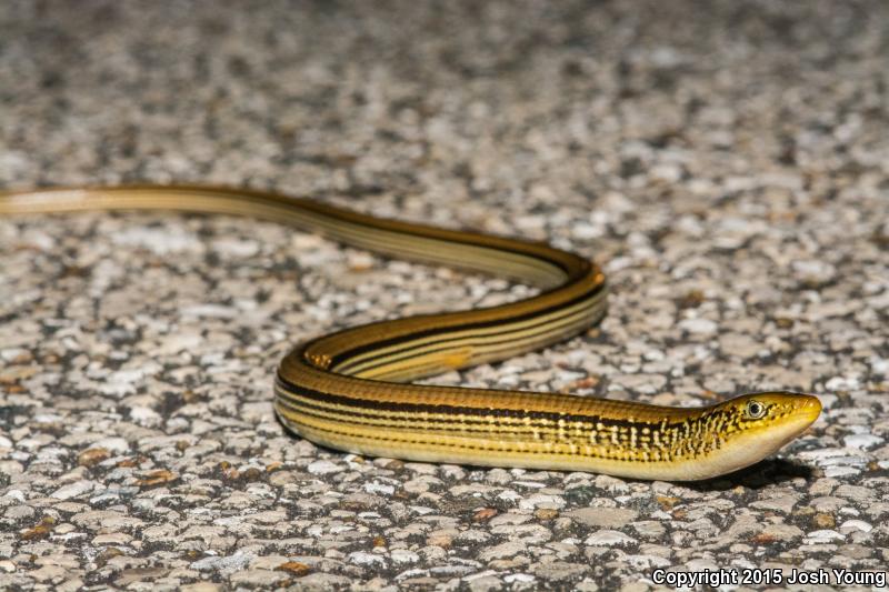 Mimic Glass Lizard (Ophisaurus mimicus)