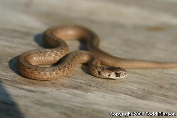 Midland Brownsnake (Storeria dekayi wrightorum)