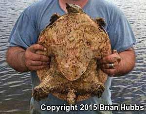 Gulf Coast Spiny Softshell (Apalone spinifera aspera)