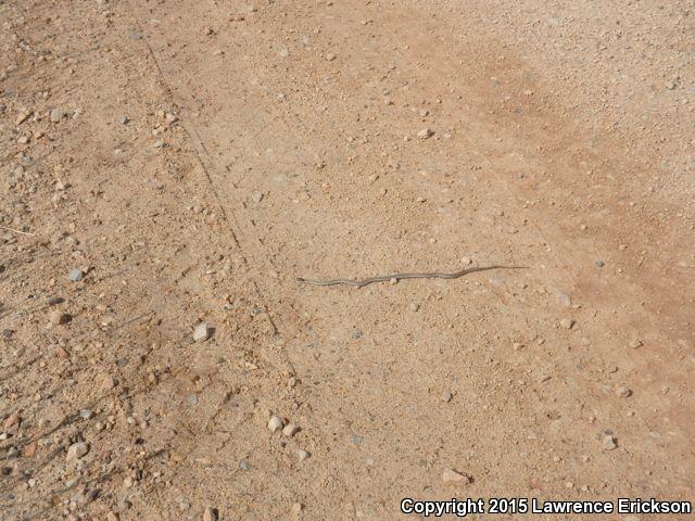 Wandering Gartersnake (Thamnophis elegans vagrans)