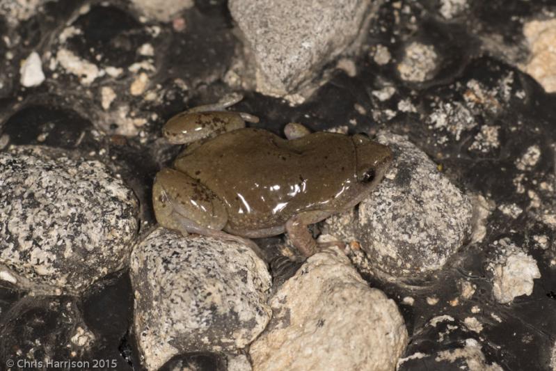 Western Narrow-mouthed Toad (Gastrophryne olivacea olivacea)