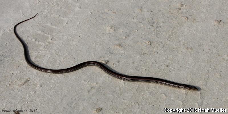 Eastern Slender Glass Lizard (Ophisaurus attenuatus longicaudus)