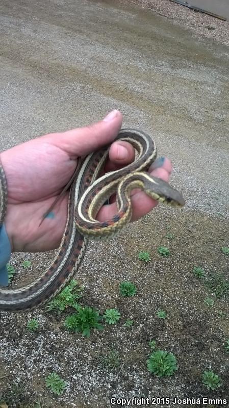 New Mexico Gartersnake (Thamnophis sirtalis dorsalis)