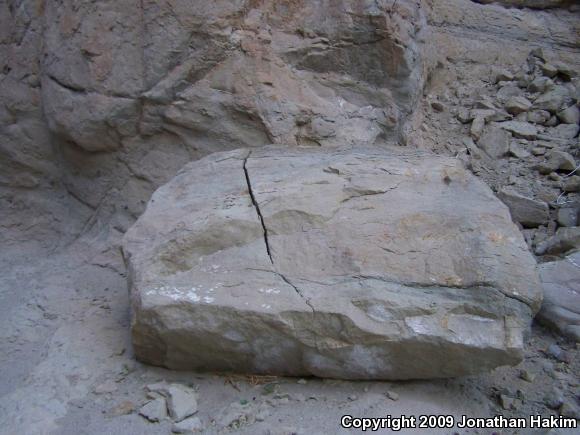 Western Chuckwalla (Sauromalus ater obesus)