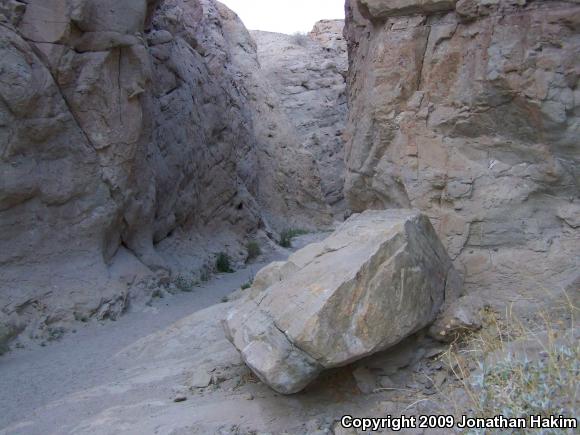 Western Chuckwalla (Sauromalus ater obesus)