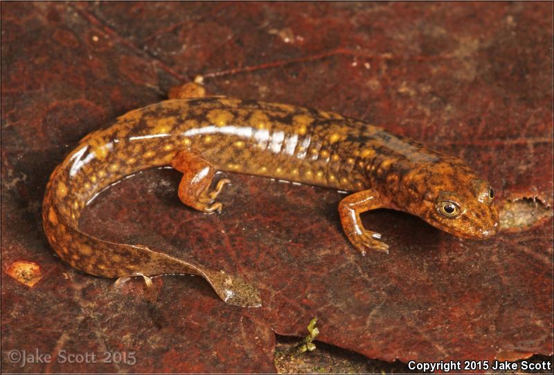 Shovel-nosed Salamander (Desmognathus marmoratus)