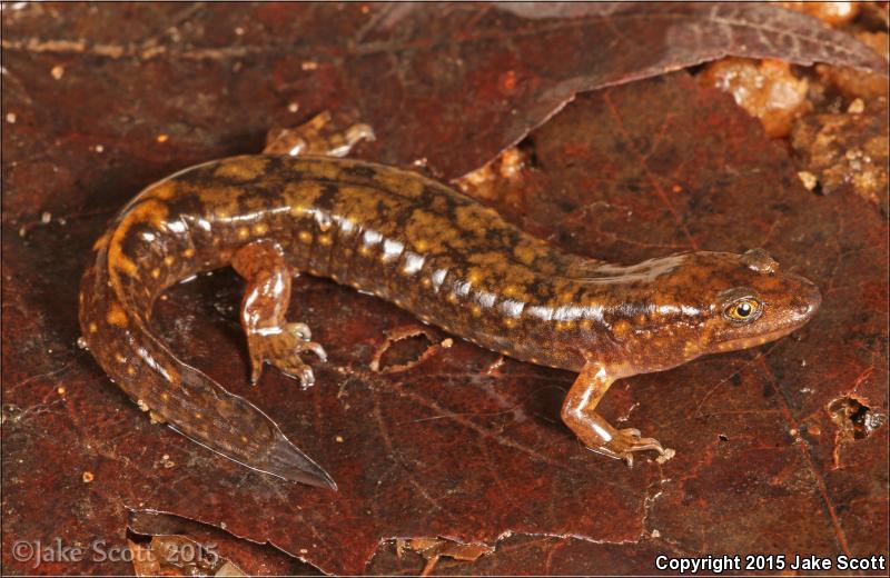 Shovel-nosed Salamander (Desmognathus marmoratus)