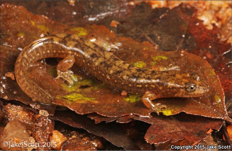 Shovel-nosed Salamander (Desmognathus marmoratus)