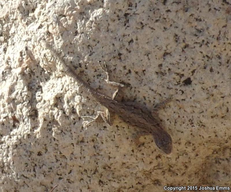 Colorado River Tree Lizard (Urosaurus ornatus symmetricus)