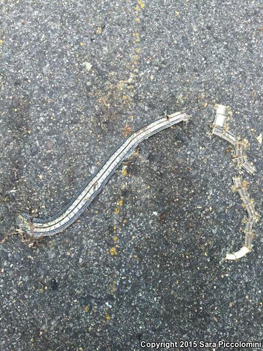 Eastern Slender Glass Lizard (Ophisaurus attenuatus longicaudus)