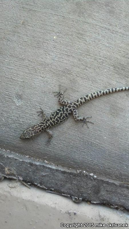 Sandstone Night Lizard (Xantusia gracilis)