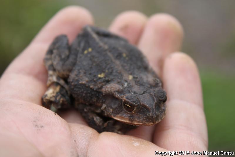 Southern Gulf Coast Toad (Ollotis valliceps)