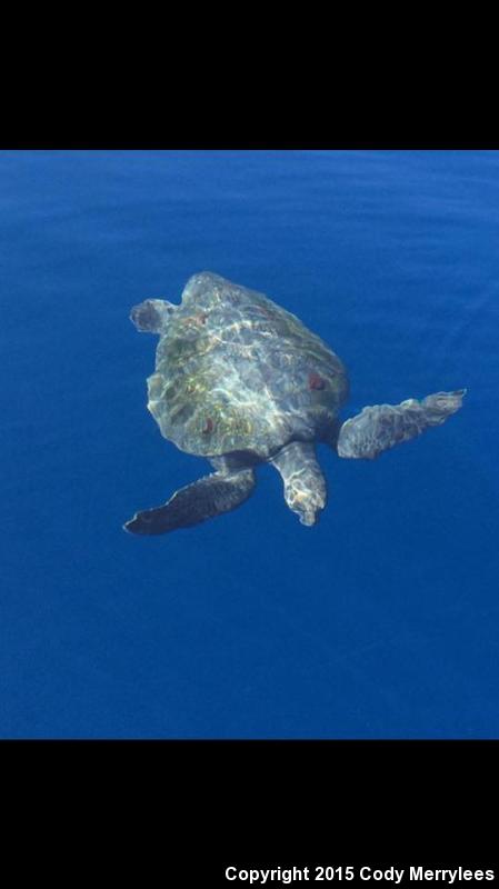 Green Sea Turtle (Chelonia mydas)