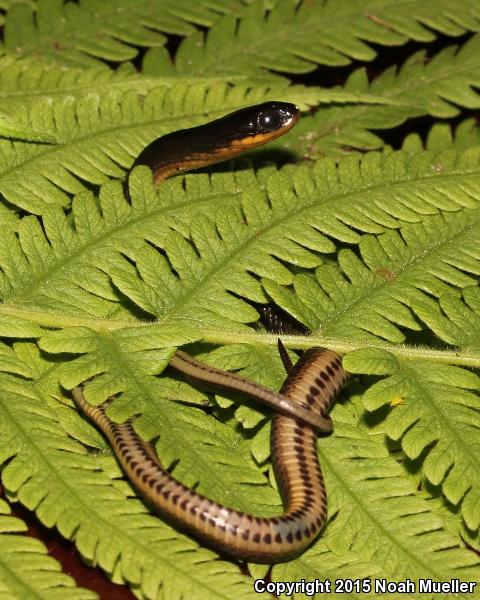 Glossy Crayfish Snake (Regina rigida rigida)