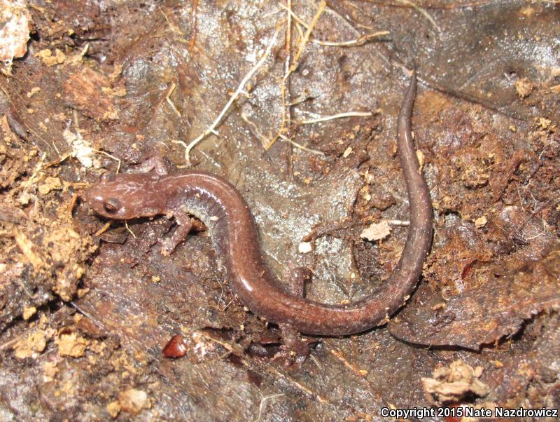 Big Levels Salamander (Plethodon sherando)