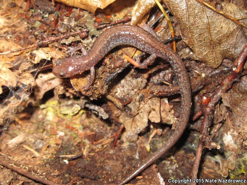 Big Levels Salamander (Plethodon sherando)