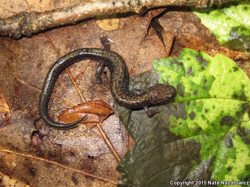 Peaks Of Otter Salamander (Plethodon hubrichti)