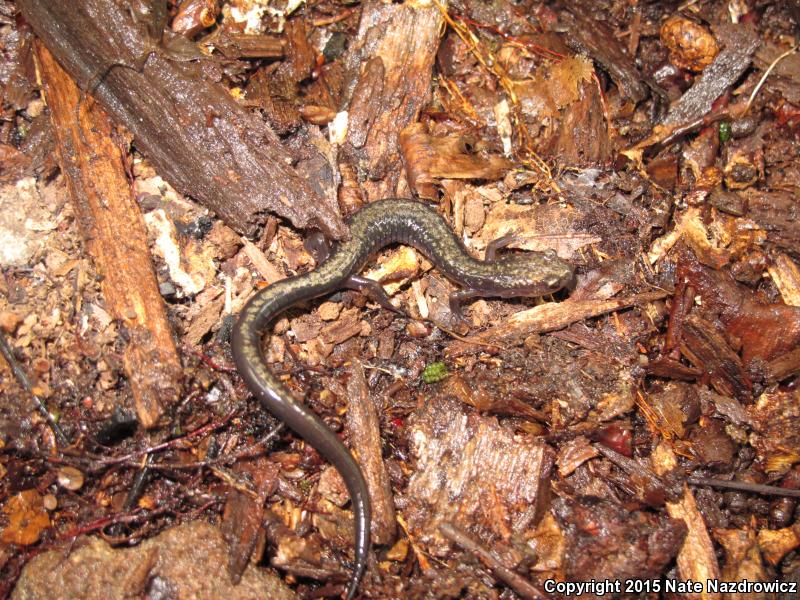 Peaks Of Otter Salamander (Plethodon hubrichti)