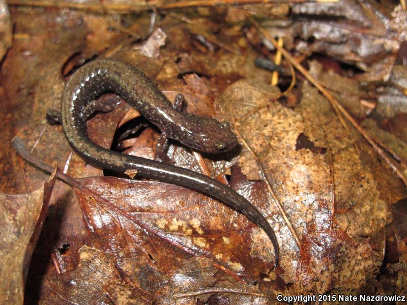 Peaks Of Otter Salamander (Plethodon hubrichti)