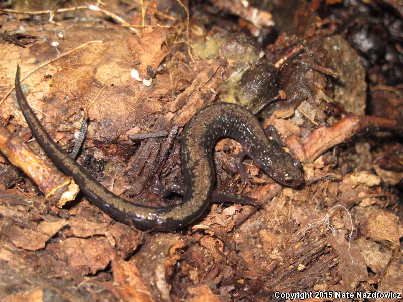 Peaks Of Otter Salamander (Plethodon hubrichti)