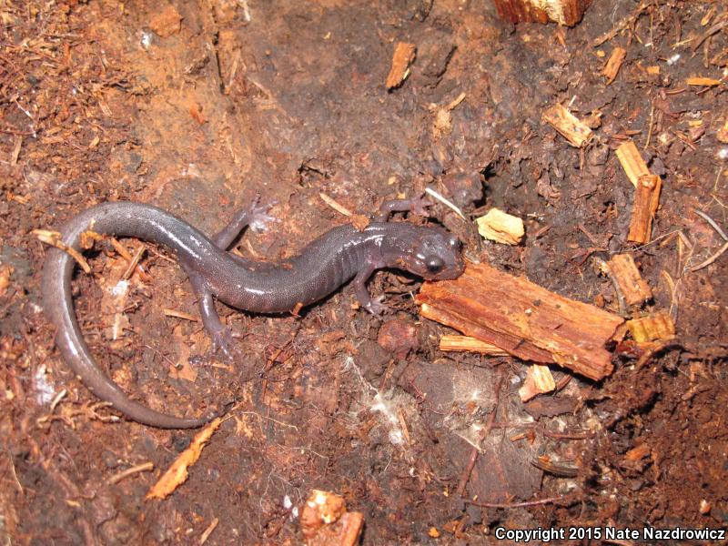 Northern Gray-cheeked Salamander (Plethodon montanus)