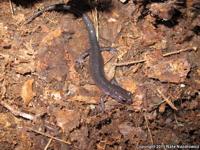 Northern Gray-cheeked Salamander (Plethodon montanus)