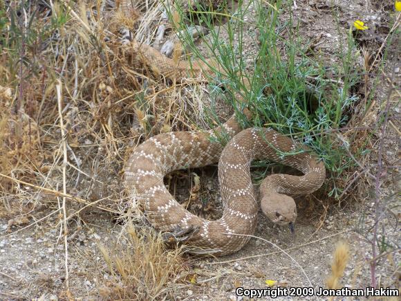 Red Diamond Rattlesnake (Crotalus ruber ruber)