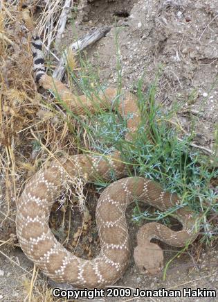 Red Diamond Rattlesnake (Crotalus ruber ruber)