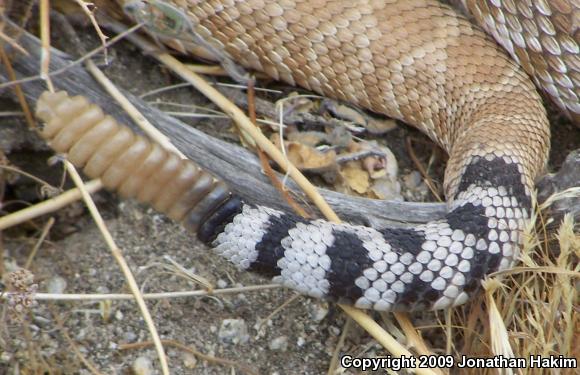 Red Diamond Rattlesnake (Crotalus ruber ruber)