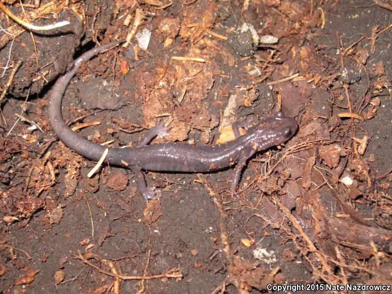 Northern Gray-cheeked Salamander (Plethodon montanus)