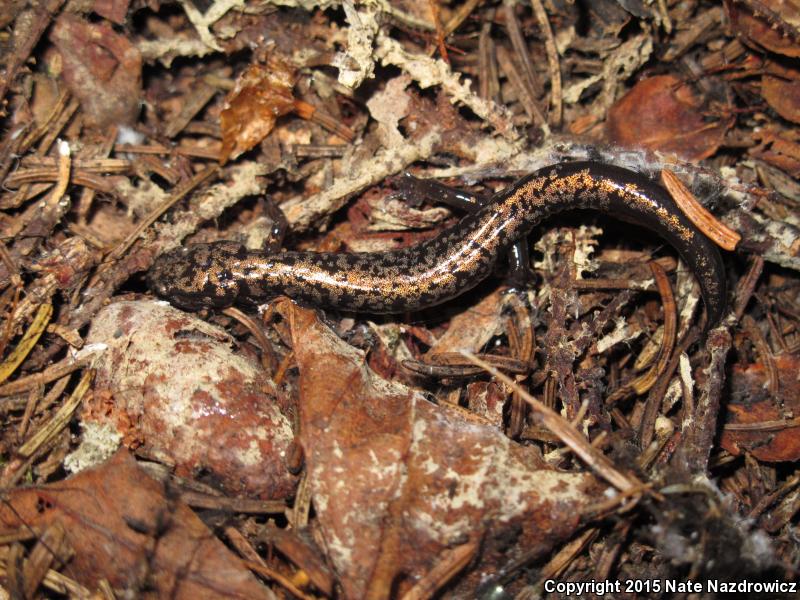 Weller's Salamander (Plethodon welleri)