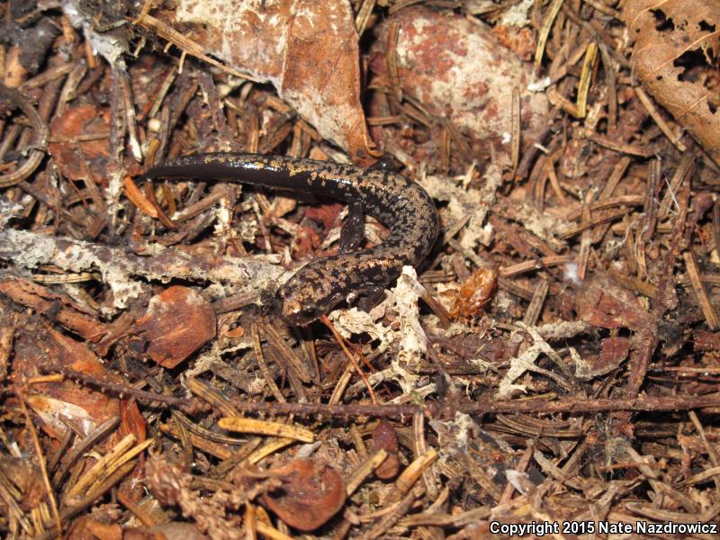 Weller's Salamander (Plethodon welleri)