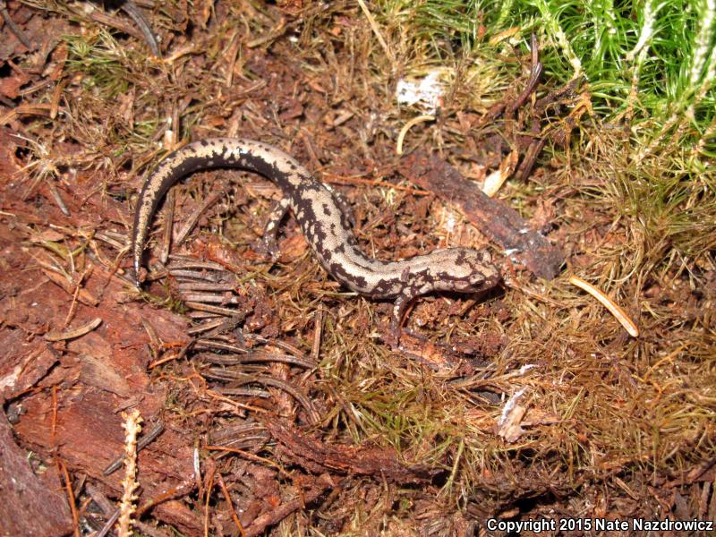 Weller's Salamander (Plethodon welleri)