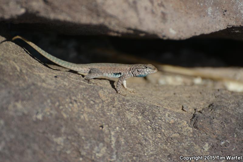 El Muerto Side-blotched Lizard (Uta lowei)