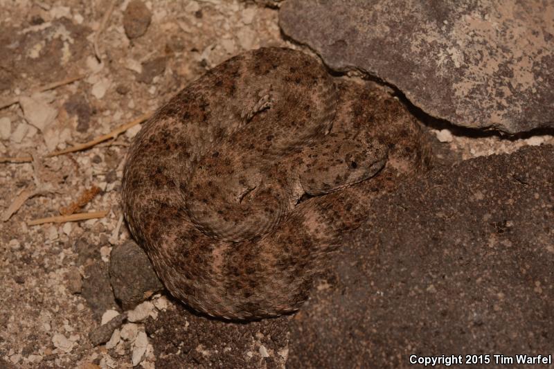 El Muerto Island Rattlesnake (Crotalus muertensis)