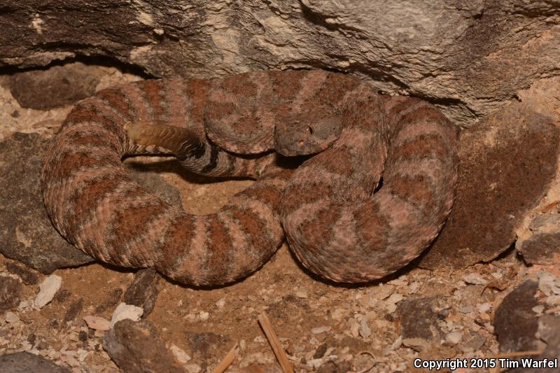 El Muerto Island Rattlesnake (Crotalus muertensis)