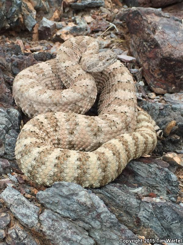 Angel Island Rattlesnake (Crotalus angelensis)