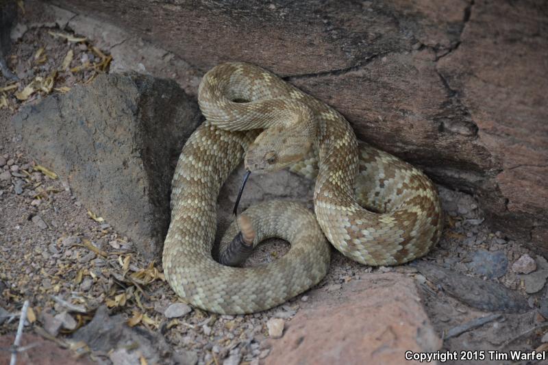 Isla San Esteban Black-tailed Rattlesnake (Crotalus estebanensis)