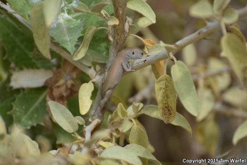 Salsipuedes Island Whiptail (Aspidoscelis cana)