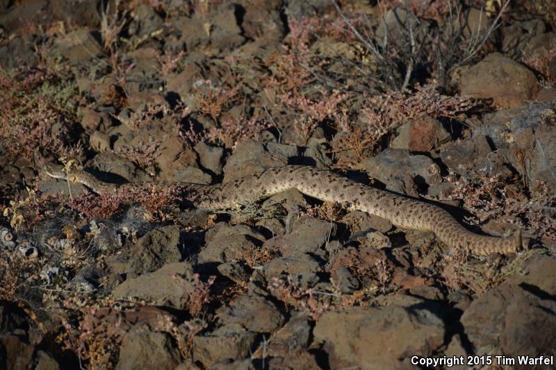 Tortuga Island Diamond-backed Rattlesnake (Crotalus tortugensis)