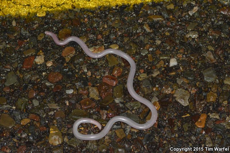 Desert Threadsnake (Leptotyphlops humilis cahuilae)