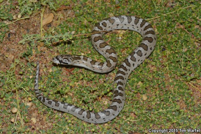 Peninsular Glossy Snake (Arizona pacata)