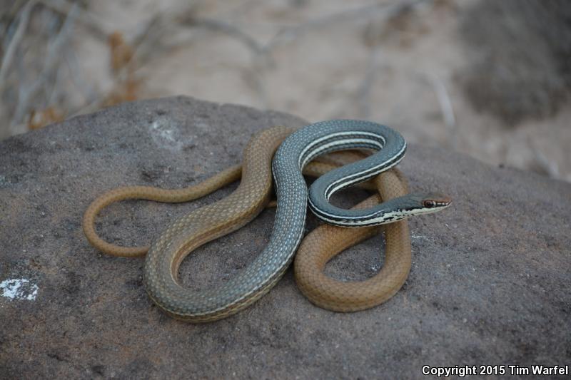 San Esteban Island Whipsnake (Coluber slevini)