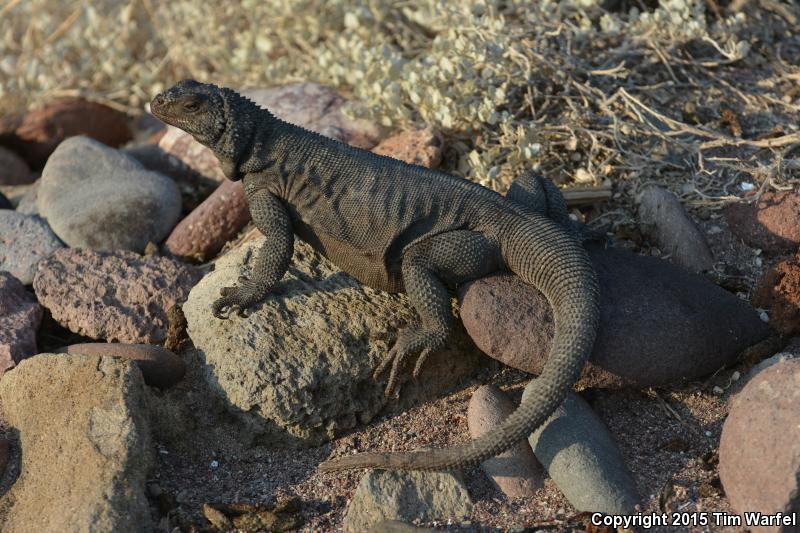 Spiny Chuckwalla (Sauromalus hispidus)