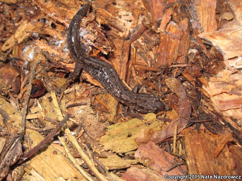 Blue Ridge Dusky Salamander (Desmognathus orestes)