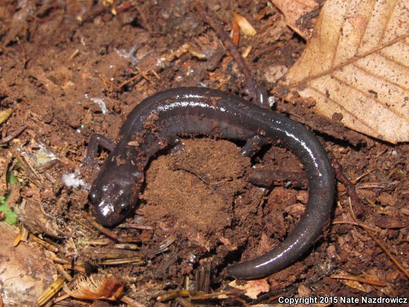 Northern Gray-cheeked Salamander (Plethodon montanus)