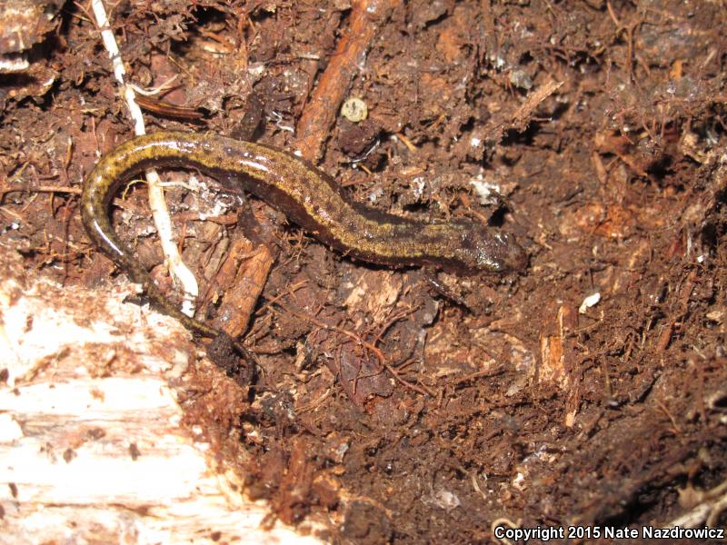 Blue Ridge Dusky Salamander (Desmognathus orestes)