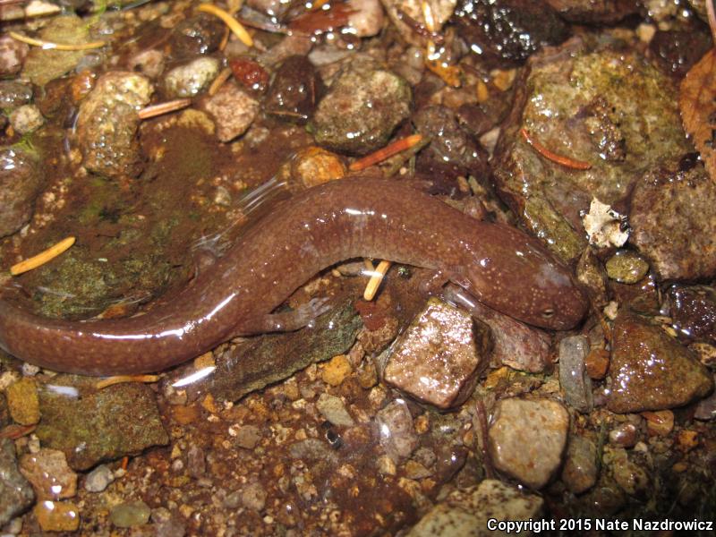 Blue Ridge Red Salamander (Pseudotriton ruber nitidus)