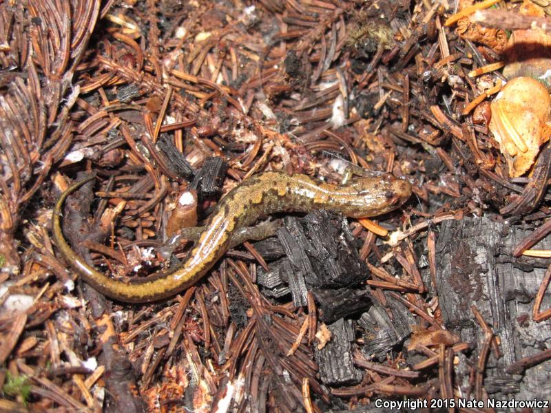 Blue Ridge Dusky Salamander (Desmognathus orestes)