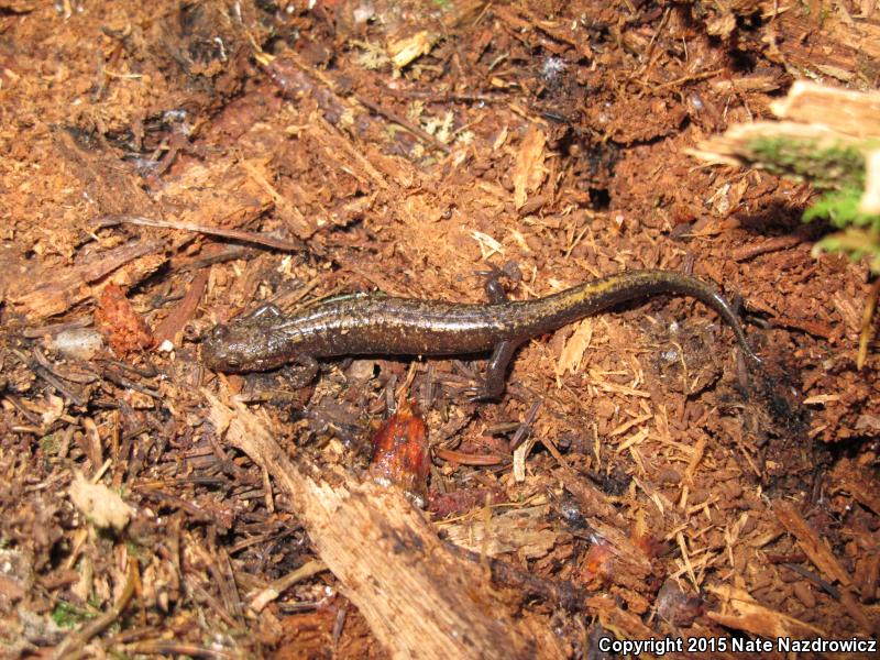 Blue Ridge Dusky Salamander (Desmognathus orestes)